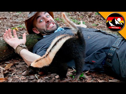 STINKTIER BEGEGNUNG! Wird Coyote besprüht? Auf Spurensuche - Brave Wilderness Deutsch