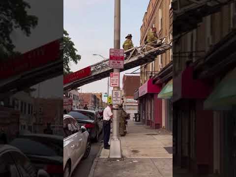 Dozens of dogs found in squalor in Jersey City apartment, Aug. 15, 2024
