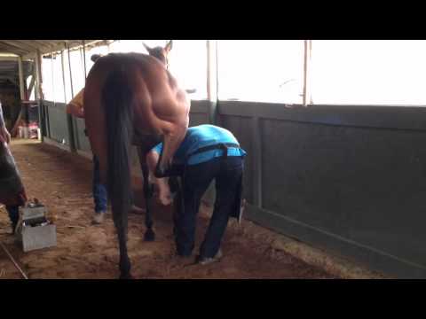 Farrier Kelby Von Hemel Takes Off a Horse Shoe