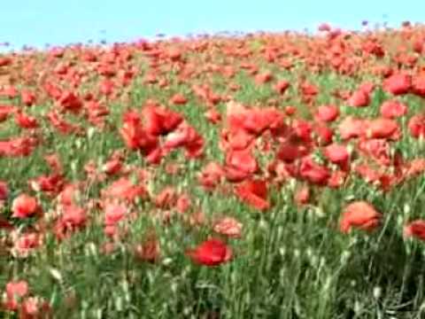 Flower - Secret Sadhu