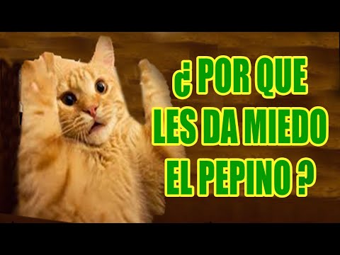 , title : '¿Por Que Los Gatos Le TEMEN a Los Pepinos?ATH'