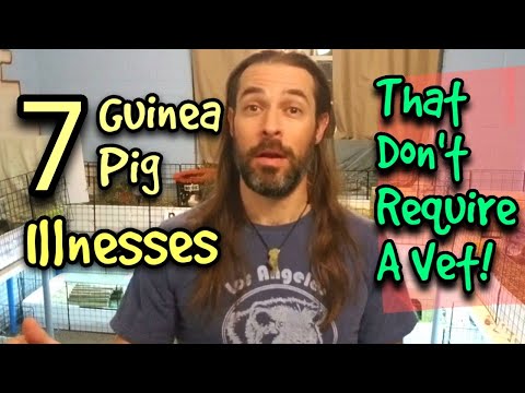 Why is my guinea pig lying on its side? – AnsToAll