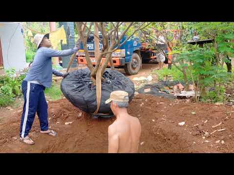 @Tập 2 quy trình cẩu cây mai hình dáng kì lạ