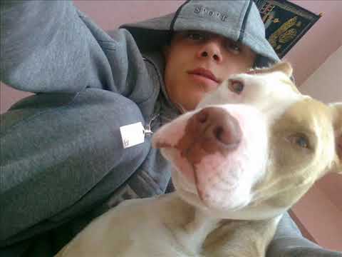 KR infektivi d  - Shoh Larg