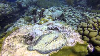 preview picture of video 'Flounder changing colors Bonaire March 2013. change video setting to HD for best quality'