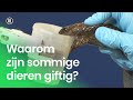 Waarom zijn sommige dieren giftig?