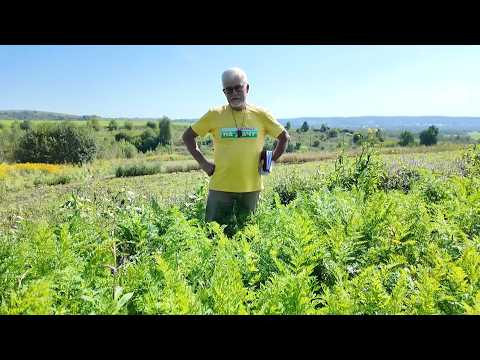 Вперед, товарищи! На дачу! Выпуск от 25.08.26