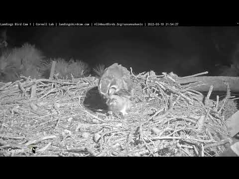 Owlet Has A Bullfrog Feast At The Great Horned Owl Nest  – March 10, 2022