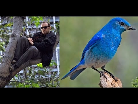 The K-PAX Bluebird Clue