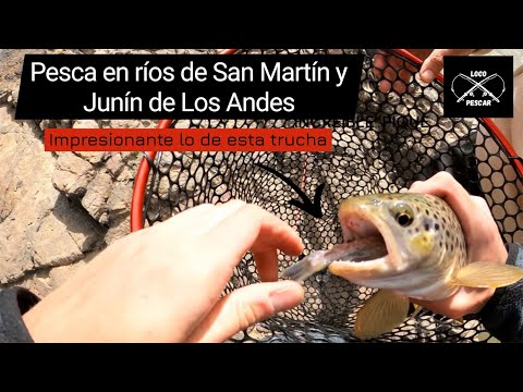 Pesca de truchas en ríos de San Martín y Junín de Los Andes - Trucha atorada por bagre gigante!