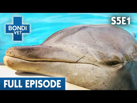 download lagu mp3 mp4 Bucky The Dolphin, download lagu Bucky The Dolphin gratis, unduh video klip Bucky The Dolphin