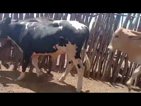 ➡️ *PROMOÇÃO 80 Bezerros: 1.450 reais cada em Água Branca/ Paraíba. Whatsapp 84 99810 2784*#gado 