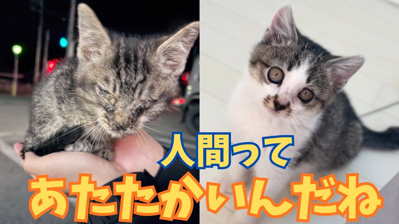 【152保護子猫】真冬の路上で消えかけていた２つの命を掬い上げた人の温もり⭐︎遠い場所で同時に保護された２匹の不思議なご縁㊗️