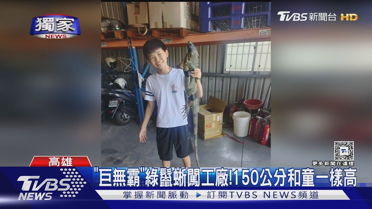 「巨無霸」綠鬣蜥闖工廠！150公分和童一樣高　還侵門踏戶入民宅偷吃九層塔