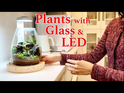 , title : 'ガラスとLEDで植物を楽しむパルダリウム作成 | 銀座ADA LABワークショップ | ジュエル・オーキッド 食虫植物モウセンゴケ | 観葉植物インテリア | ネイチャーアクアリウム |'