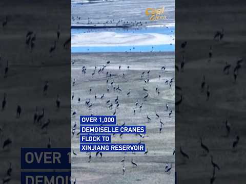 Over 1,000 demoiselle cranes flock to Xinjiang reservoir #coolchina