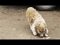Rescue Poor Puppy with Deformed Legs Of Human Kindness