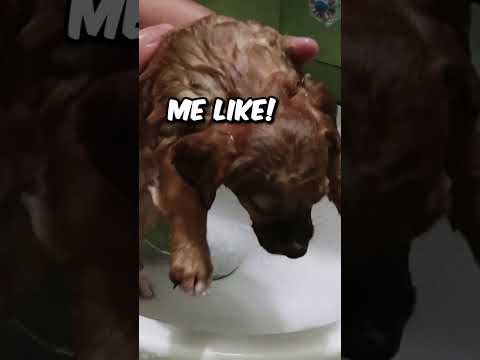 Adorable Puppy Loves her Bath Time 😍 #shorts