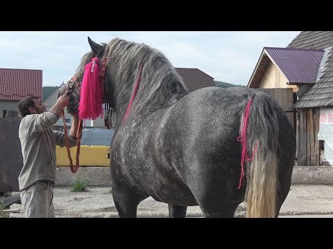 Armasar Sur, proprietar Costica Bodale - Marginea, Bucovina 2018