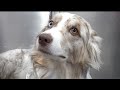 The incredible Australian Shepherd | One of my favourite clients