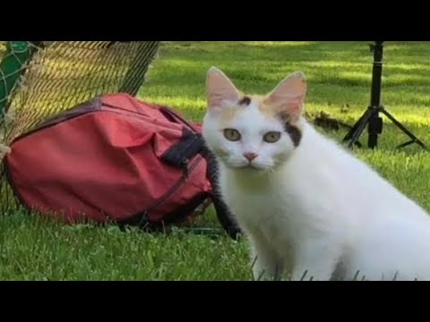 TNR Cat trapping -How to use a Drop trap 6/6/21
