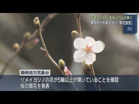YouTube Video 静岡地方気象台がソメイヨシノの開花を発表　平年より４日早く前年より６日早い開花