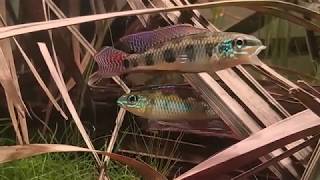 #BADC2019 / Under palm tree on the shore of the Tapajós river, Brazil, 90 L