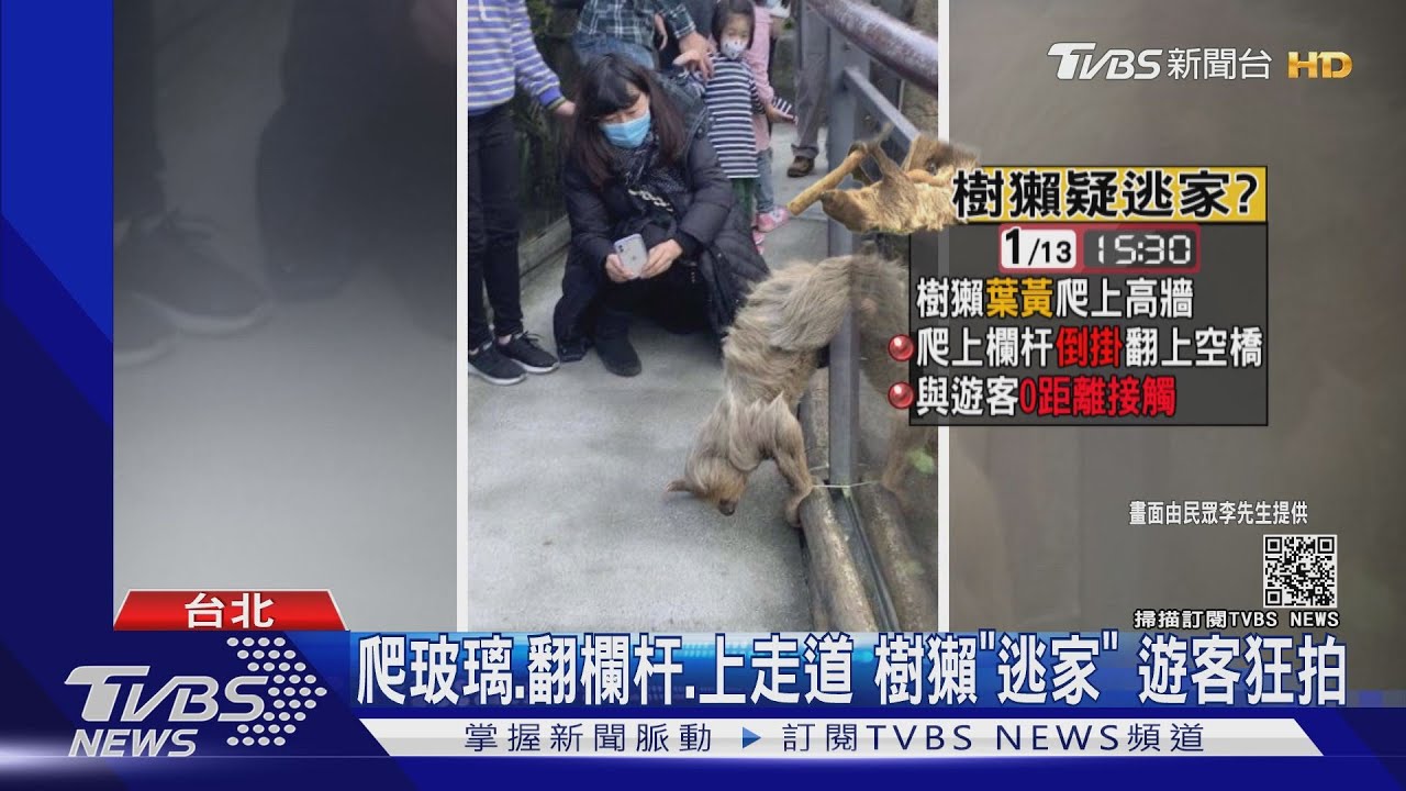 爬玻璃、翻欄杆、上走道!樹獺「逃家」 遊客狂拍