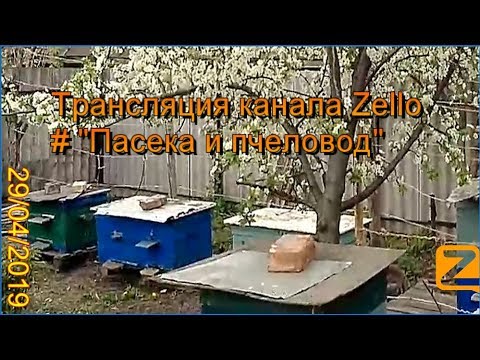 Трансляция канала Zello "Пасека и пчеловод". (Обзор за день) 29/04/2019