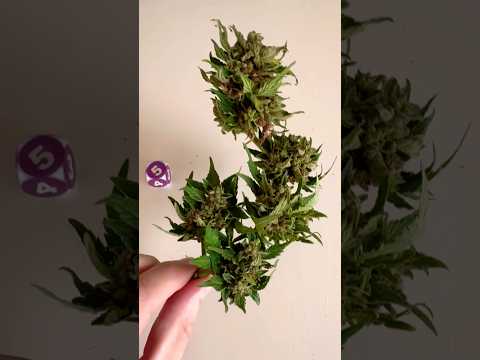 Не делайте моих ошибок при выращивании автоцвета #автик #бошки #шишки #автоцветы #автоцвет #тгк #cbd