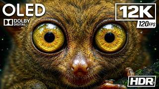 12K HDR Display Test: Dolby Vision, HDR10+ & Ultra HD Video Demo (60fps / 120fps)