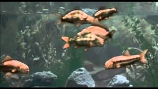 Monty Python&#39;s Fish Tank.flv