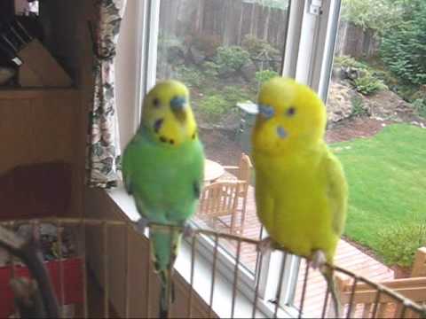 Budgie Jabber
