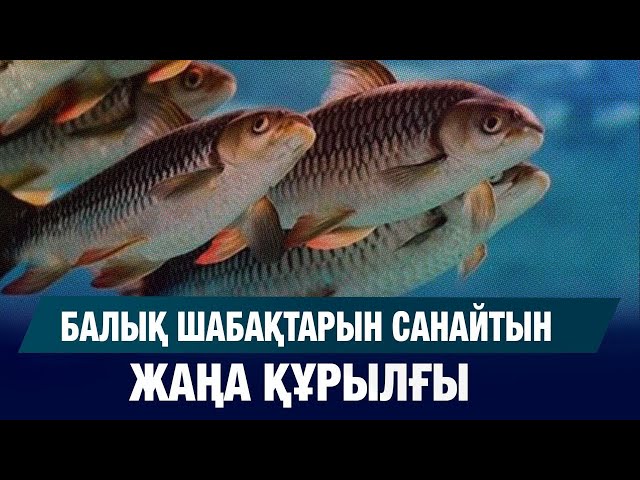 Балық шаруашылығындағы жаңашылдық