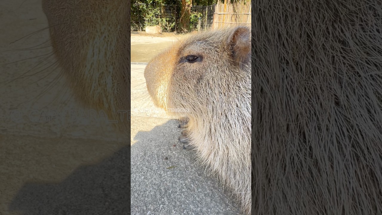 「撫でて！」カピバラの撫子ダダこねる💛 #カピバラ