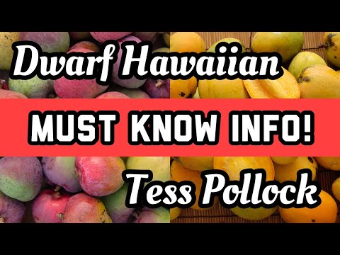 'Dwarf Hawaiian' Mango and 'Tess Pollock' Mango- Must Know Info!