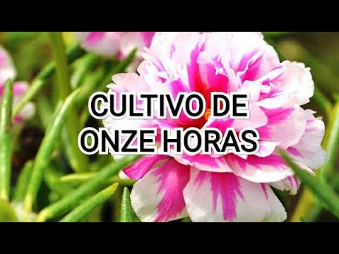 💐💐Quando podar as onze horas. Sabia como ter as suas sempre floridas e com muita beleza. #onzehoras