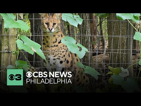 Last missing wildcat from Pennsylvania wildlife center dies after being struck by car