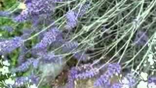 Download lagu Wa Kolor (Kembang Pesi). mp3