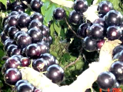 Bonde do Rolê - Jabuticaba