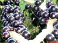 Bonde do Rolê - Jabuticaba 