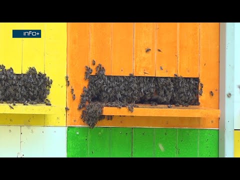 Ponovo loša godina za pčelarstvo