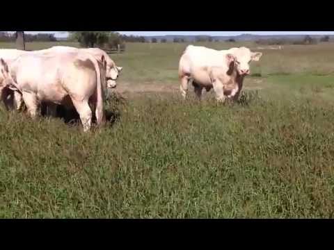ANC Charolais Bull Sale 2014