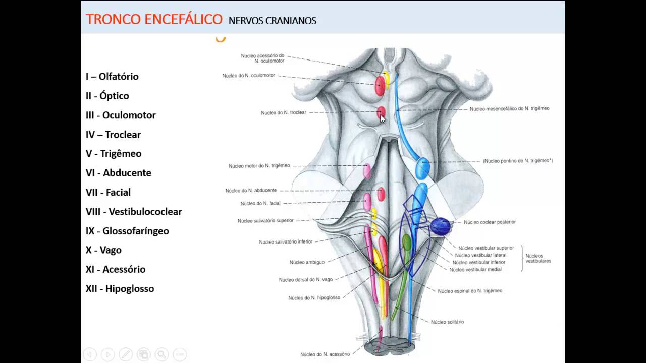 NERVOS CRANIANOS PARTE 1 - INTRODUÇÃO E NERVO OLFATÓRIO