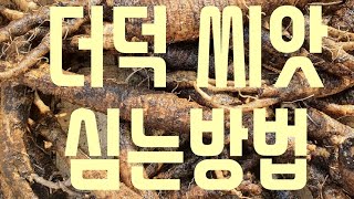 더덕 씨앗 심는방법