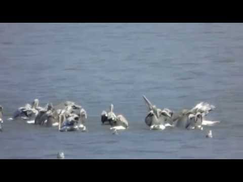 Pelicani creti pe lacul Bistret - Dalmatian Pelicans