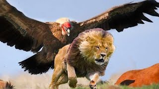 15 Times Animals Messed with The Wrong Eagle