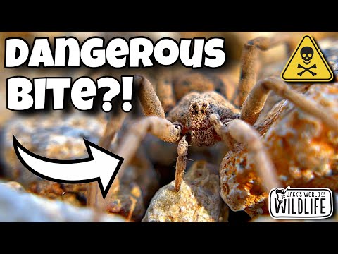 SAND ASSASSIN SPIDER! They Live In The US??