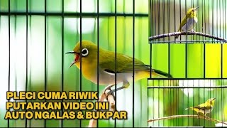 Download lagu Terapi PLECI‼️Ahlinya bikin PLECI gacor ngalas & buka paruh🔥Pancingan pleci bahan ombyokan mp3 Download lagu Terapi PLECI‼️Ahlinya bikin PLECI gacor ngalas & buka paruh🔥Pancingan pleci bahan ombyokan mp3