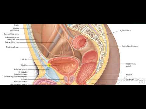 Urinary bladder base relations 4
